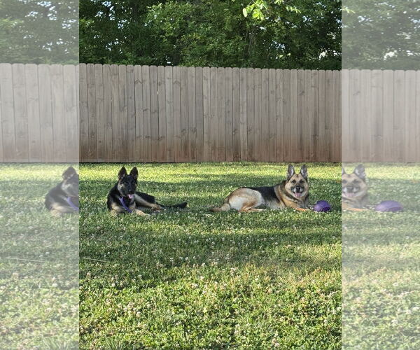 Medium Photo #2 German Shepherd Dog Puppy For Sale in La Grange , NC, USA