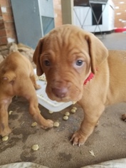 Vizsla Puppy for sale in HALE CENTER, TX, USA