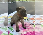 Small #3 Belgian Malinois