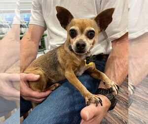 Chihuahua-Unknown Mix Dogs for adoption in Davis, CA, USA