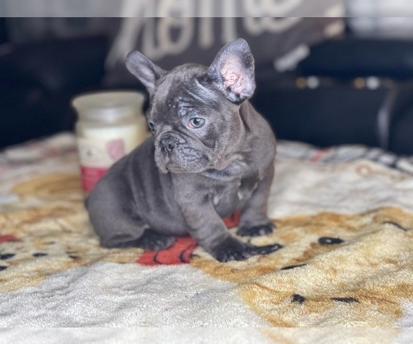 Medium Photo #8 French Bulldog Puppy For Sale in SEATTLE, WA, USA