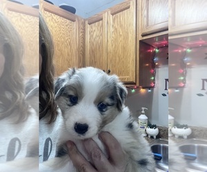 Australian Shepherd Puppy for Sale in FORT WAYNE, Indiana USA