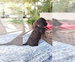 Small Photo #3 Labradoodle Puppy For Sale in FRESNO, CA, USA