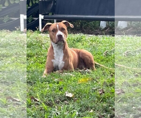 Medium Photo #2 Mutt Puppy For Sale in  Gainesville, FL, USA
