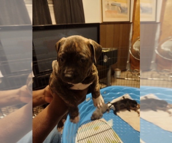 Medium Photo #5 American Bully Puppy For Sale in MICHIGAN CITY, IN, USA