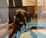 Small Photo #5 American Bully Puppy For Sale in MICHIGAN CITY, IN, USA
