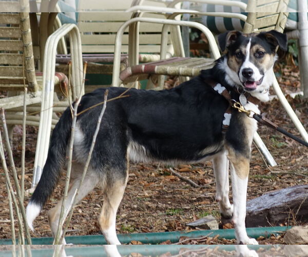 Medium Photo #8 Mutt Puppy For Sale in Doylestown, PA, USA