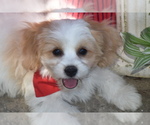 Small #2 Cavachon