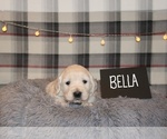Puppy 2 English Cream Golden Retriever