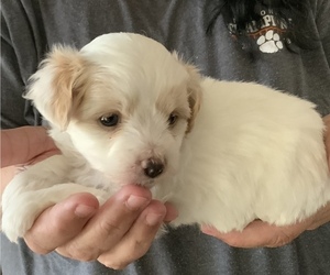 Poovanese Puppy for sale in GREER, SC, USA