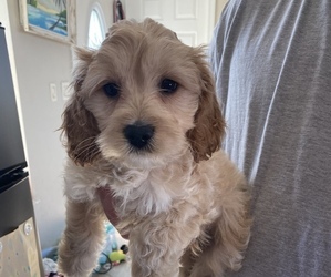 Cockapoo Puppy for sale in SEBASTIAN, FL, USA