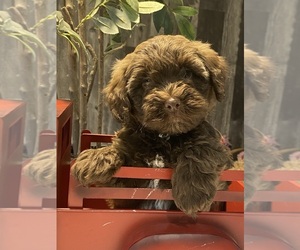Lhasa Apso-Poodle (Toy) Mix Puppy for sale in CANOGA, NY, USA
