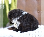 Small #6 Portuguese Water Dog