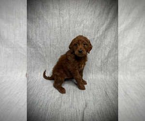 Goldendoodle Puppy for sale in VICTORVILLE, CA, USA