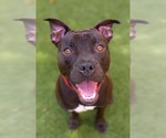 Small #45 American Pit Bull Terrier Mix