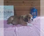 Small Photo #3 Beabull-Bulldog Mix Puppy For Sale in ARTHUR, IL, USA