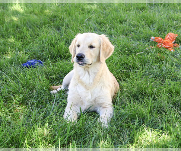 Medium Photo #6 Golden Retriever Puppy For Sale in SYRACUSE, IN, USA