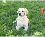 Gilbert - Male Golden Retriever Puppy for Sale - Photo #6