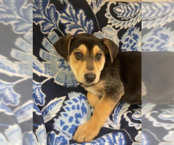 Medium Photo #1 German Shepherd Dog-Unknown Mix Puppy For Sale in HESPERIA, CA, USA