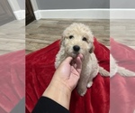 Small Photo #2 Labradoodle Puppy For Sale in WOLFFORTH, TX, USA