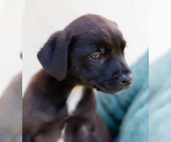 Medium Photo #3 Labrador Retriever-Unknown Mix Puppy For Sale in Canton, CT, USA