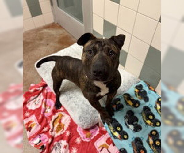 Medium Photo #1 Staffordshire Bull Terrier Puppy For Sale in Salinas, CA, USA