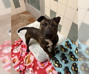 Staffordshire Bull Terrier Dogs for adoption in Salinas, CA, USA