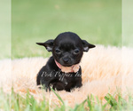 Small #5 Chihuahua