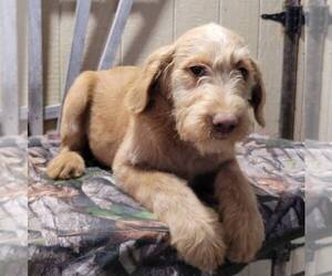 Labradoodle-Poodle (Standard) Mix Puppy for sale in CANAJOHARIE, NY, USA