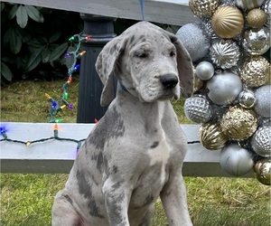 Great Dane Puppy for sale in CARVER, MA, USA