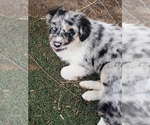Small Photo #8 Australian Shepherd Puppy For Sale in BRIGGSDALE, CO, USA
