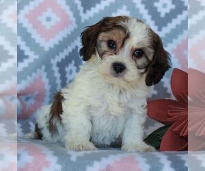 Cavachon-Cavalier King Charles Spaniel Mix Puppy for sale in NARVON, PA, USA