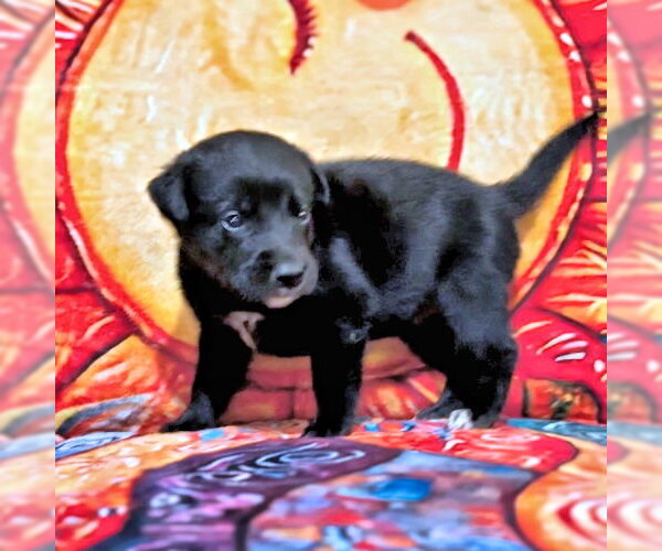 Medium Photo #1 Golden Retriever-Unknown Mix Puppy For Sale in Rutherfordton, NC, USA