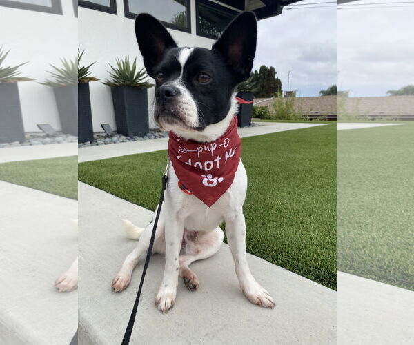 Medium Photo #5 Boston Terrier-Unknown Mix Puppy For Sale in Huntington Beach, CA, USA