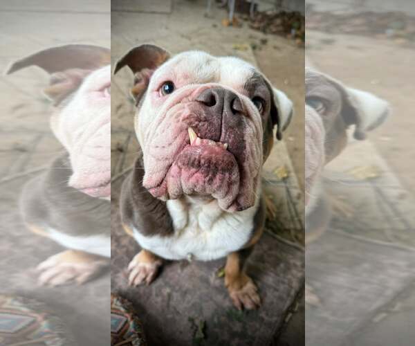 Medium Photo #1 Bulldog Puppy For Sale in Landenberg, PA, USA