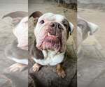 Small Photo #1 Bulldog Puppy For Sale in Landenberg, PA, USA