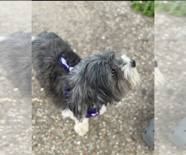 Medium Photo #8 Shih Apso Puppy For Sale in Oakhurst, NJ, USA