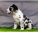 Small #9 Great Dane