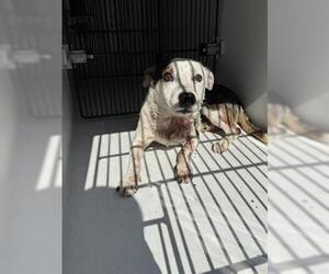 Dachshund-Unknown Mix Dogs for adoption in Houston, TX, USA