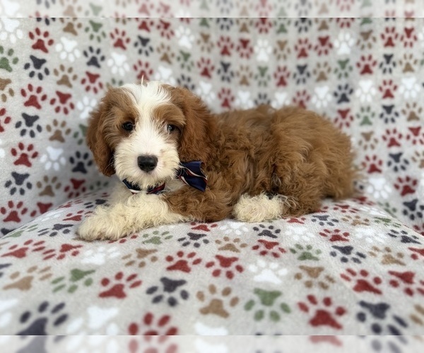 Medium Photo #6 Cavapoo (Miniature) Puppy For Sale in LAKELAND, FL, USA