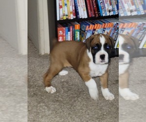 Boxer Puppy for sale in ELIZABETHTOWN, KY, USA