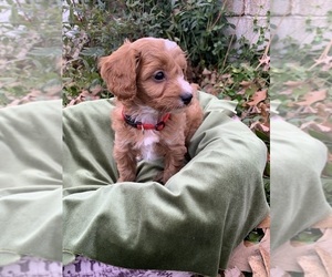 Cavapoo Puppy for sale in HARRISON, AR, USA