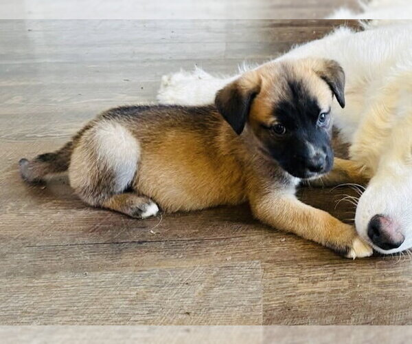 Medium Photo #5 Siberian Husky-Unknown Mix Puppy For Sale in Germantown, OH, USA