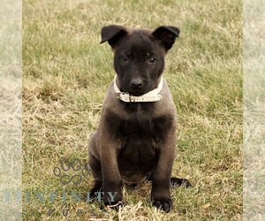 Belgian Malinois Puppy for sale in STRASBURG, PA, USA