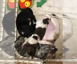 Small Photo #8 Dachshund Puppy For Sale in LAKEBAY, WA, USA
