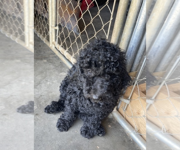Medium Photo #11 Poodle (Standard) Puppy For Sale in CHARITON, IA, USA