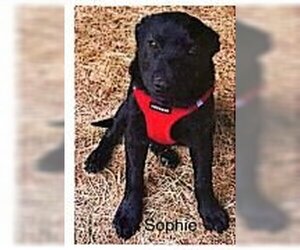 Labrador Retriever Dogs for adoption in Appleton, WI, USA