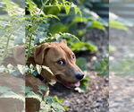 Small #2 Mutt