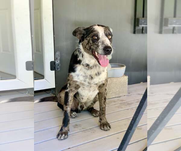 Medium Photo #4 Catahoula Leopard Dog-Unknown Mix Puppy For Sale in Paso Robles, CA, USA