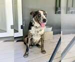Small Photo #4 Catahoula Leopard Dog-Unknown Mix Puppy For Sale in Paso Robles, CA, USA
